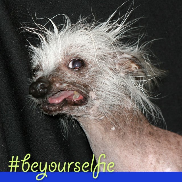 promodog